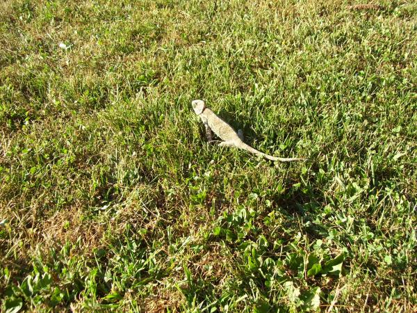 First time ever on grass :(