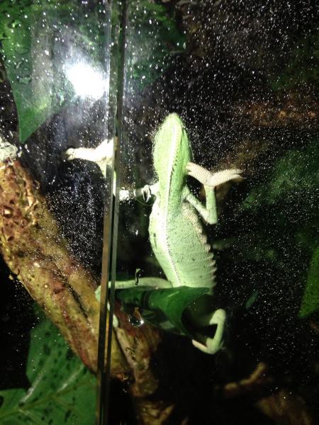 First time I caught him sleeping against the door, it's his favorite position.