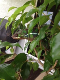 First time in the ficus on the lanai