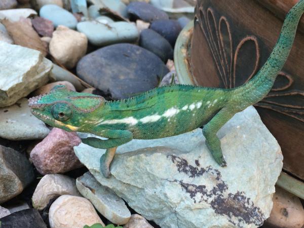 First time outside after his first shed (Fall 2014)