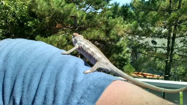 First time outside, on my arm