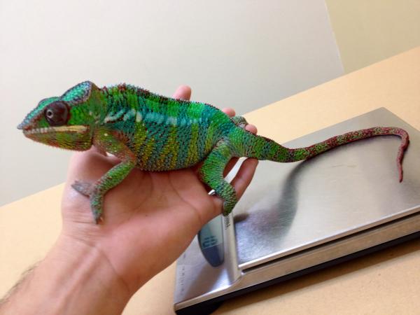 First trip to the vet