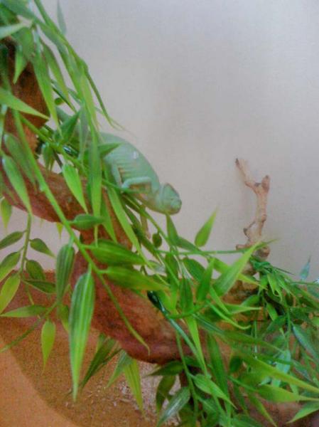 First weeks of getting them