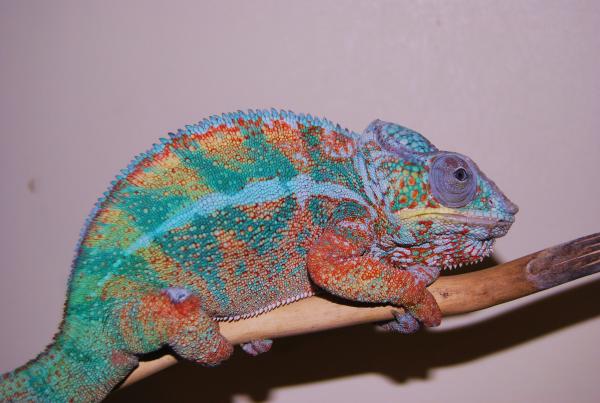 Five year old blue bar ambilobe panther "Blaze"