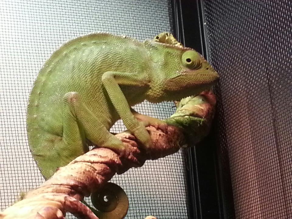 Flash My Graceful Cham