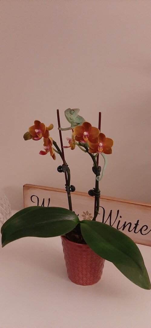 Floki on orchids