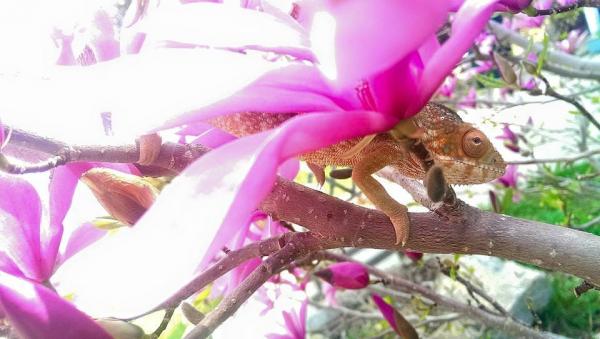 Flower in your hair!