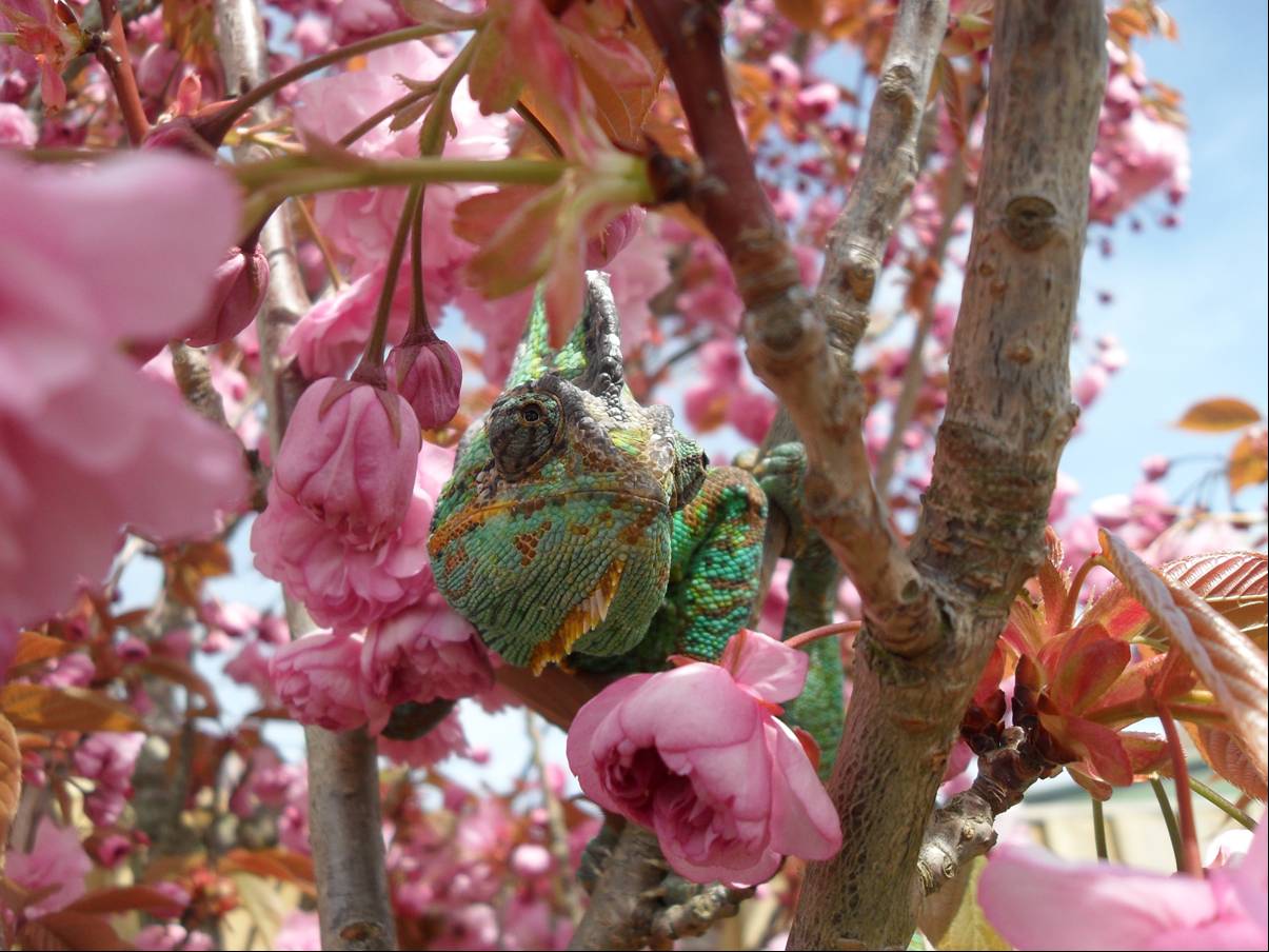 Flower Power!