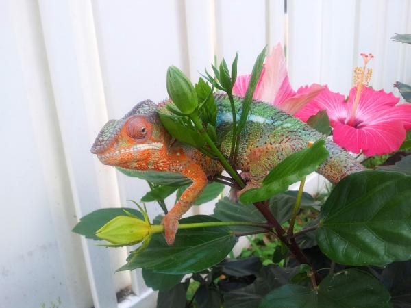 Flowers for the Ladies 2