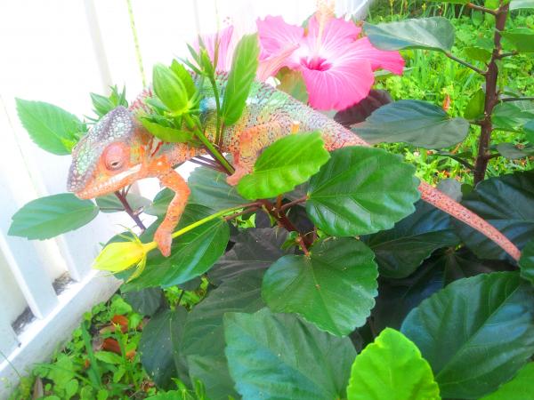 Flowers for the Ladies