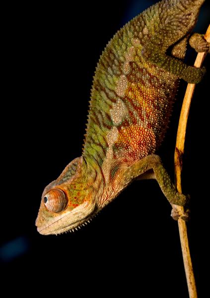 Flynn - 4.5 months old