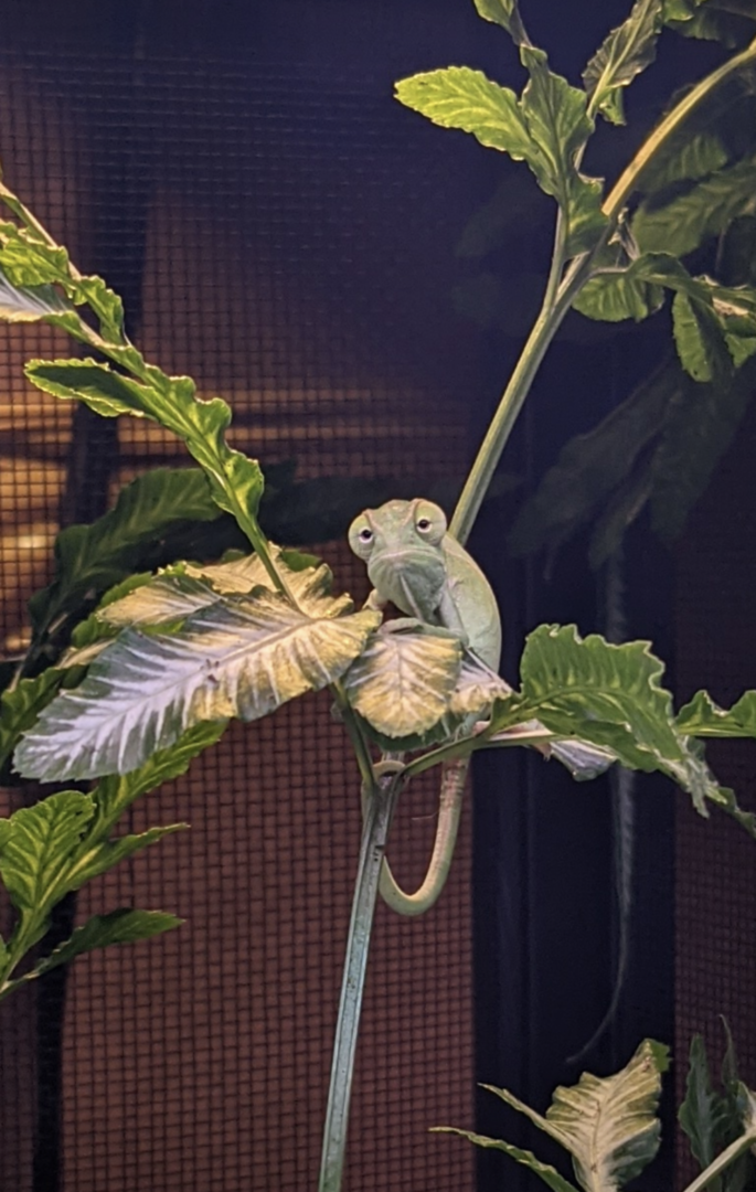 Focused in the fern