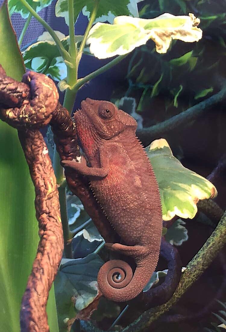 food coma