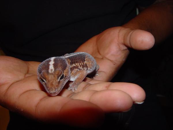 Forest the African Fat-tailed Gecko.  I had to rescue him from my twelve year old sister after six months of neglect.  He is the sweetest little critt