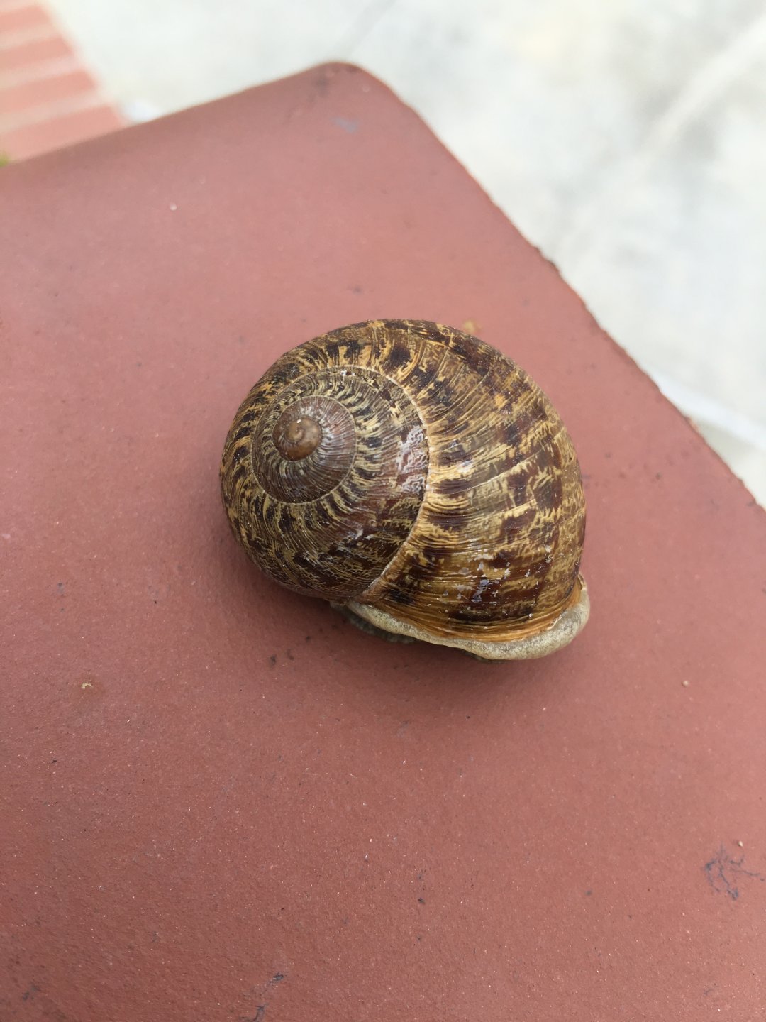 Found a snail...