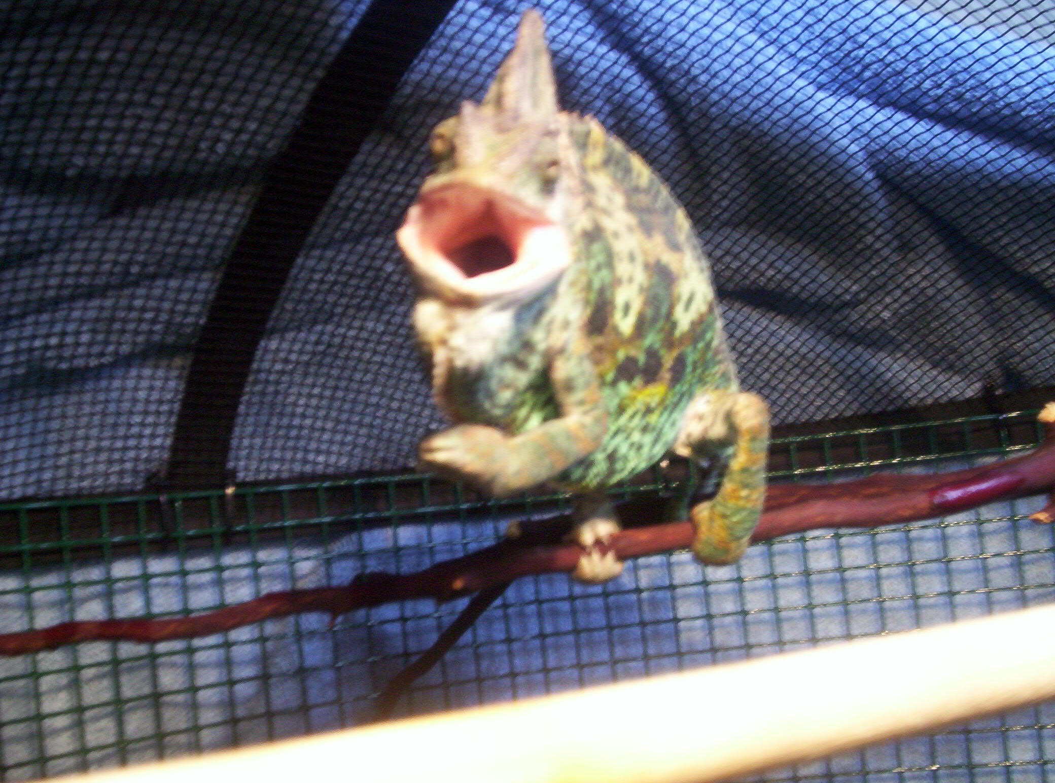 FRACTAL Freak out / 4th shed