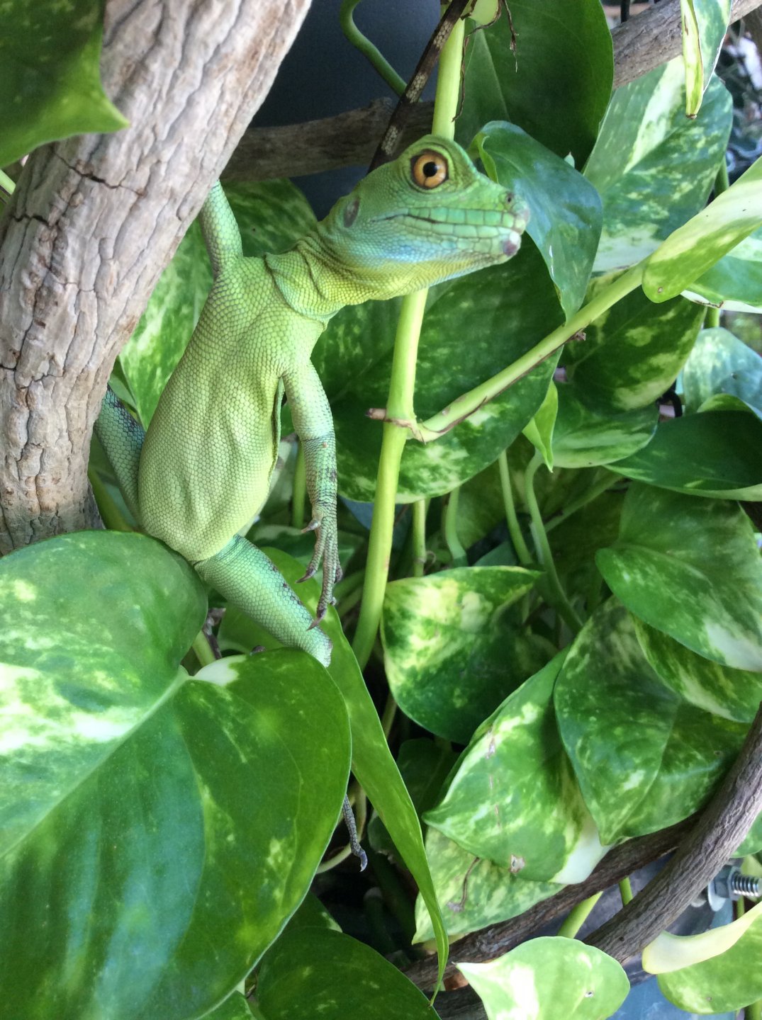 Frankie 7 mos old and 22 grams
