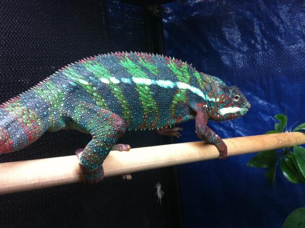 Frankie from Franklin senior at epic chameleons.