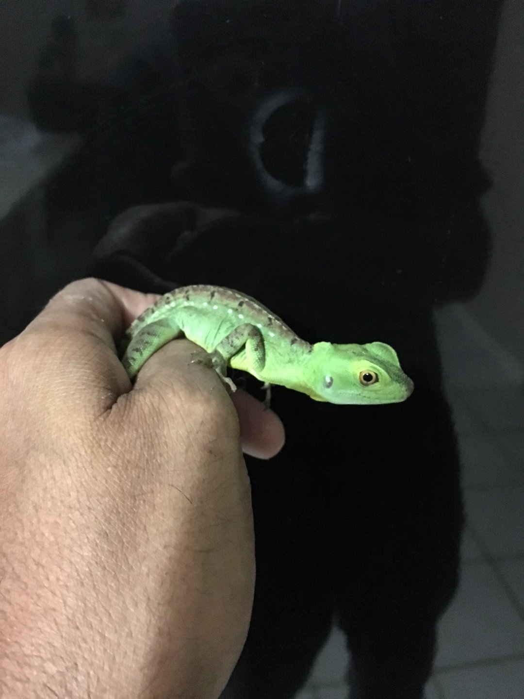 Frankie just shy of 7 months with Ivan