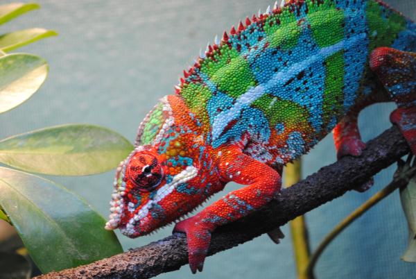 frankJR by EPICCHAMELEONS.COM