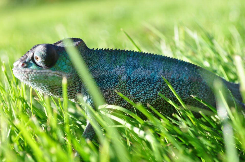 Franklin In The Grass:p