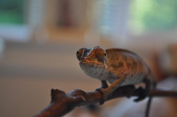 Franklin