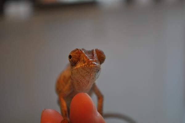 Franklin