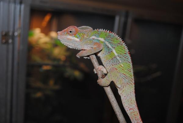 FranklinJR @ 4 months