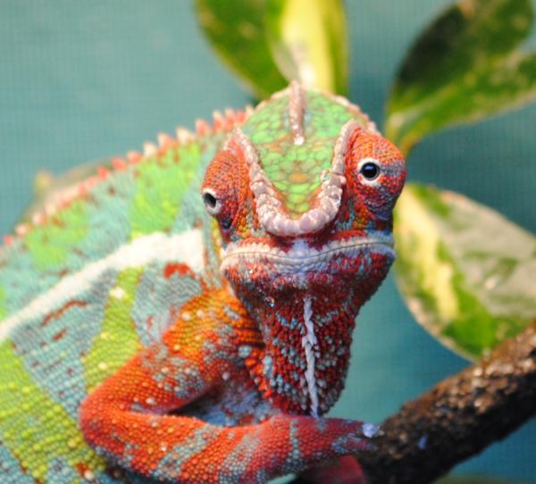 franklinjr 8month front shot