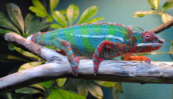 franklinjr 8month side shot at rest colors