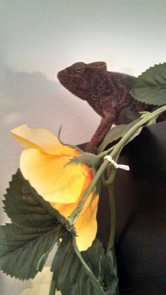 Fred and yellow flower