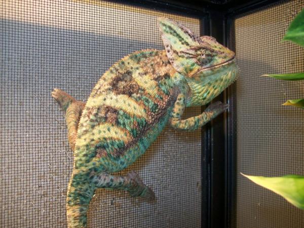 Fred at 6 months, hating my camera