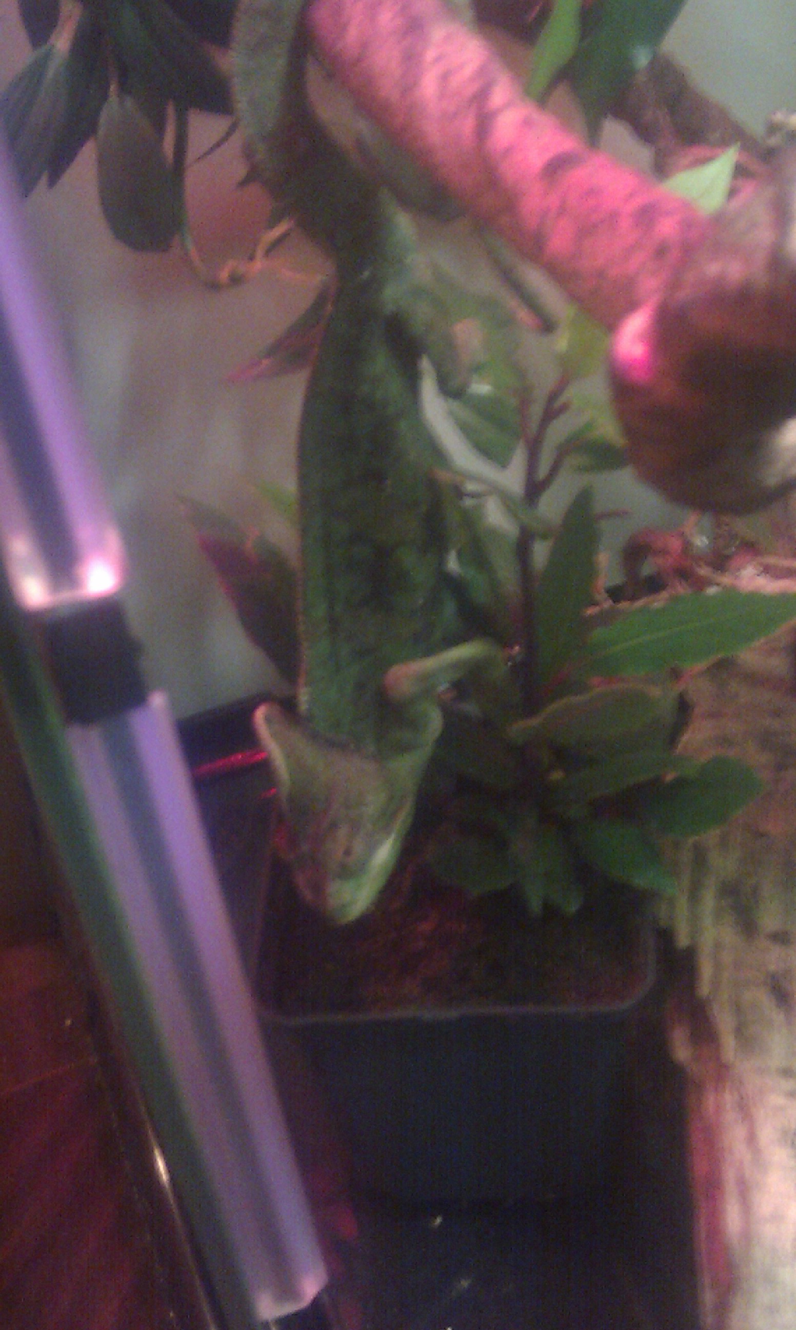 Fred Nibbling His Herb