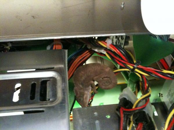 free ranging has its hazards, he liked it a bit too much inside my warm computer