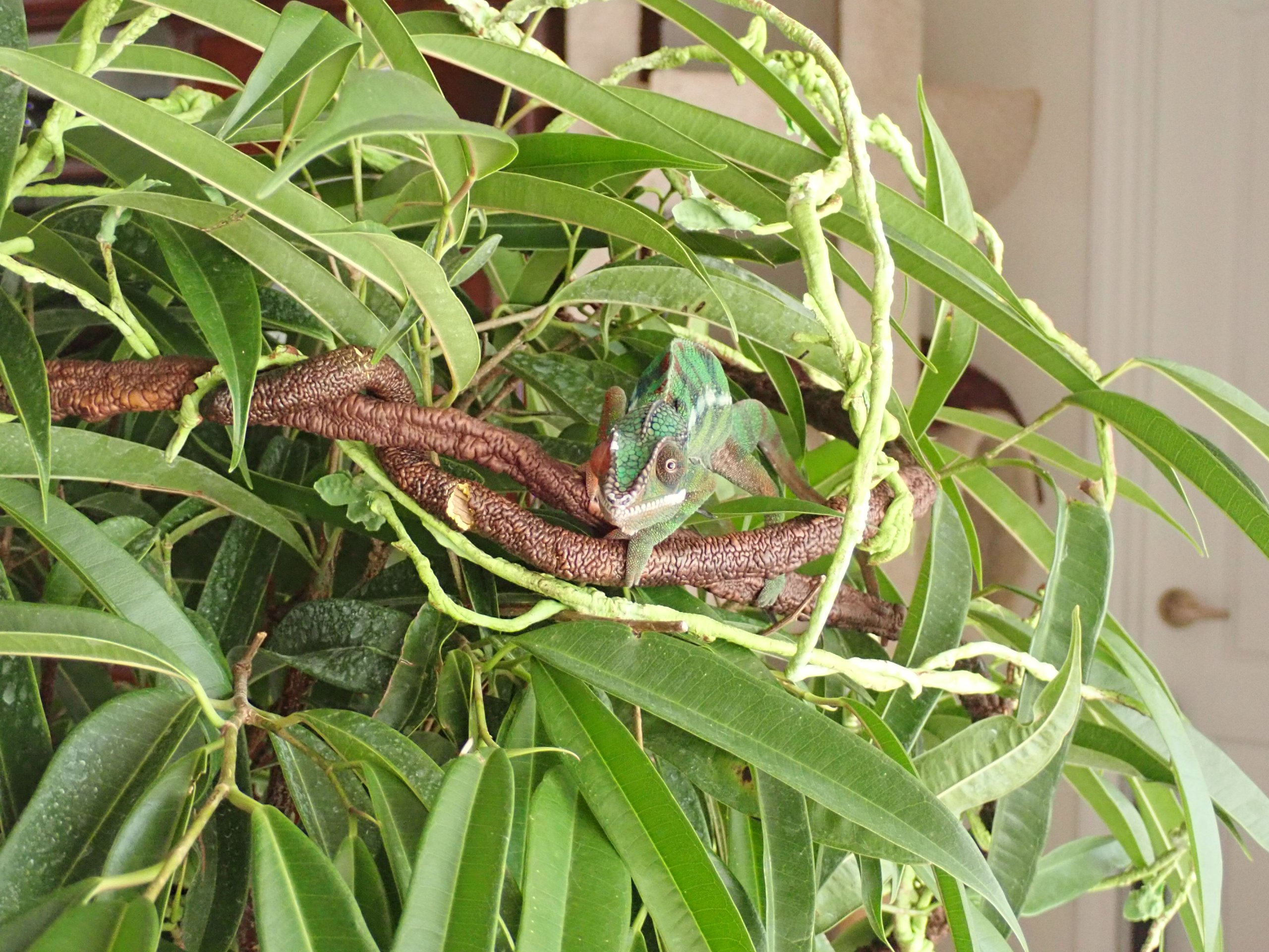 Free Ranging Time...