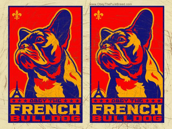 french bulldog wallpaper