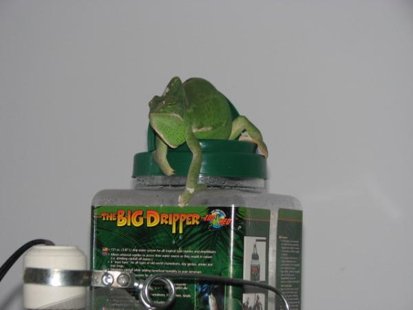 frog on dripper