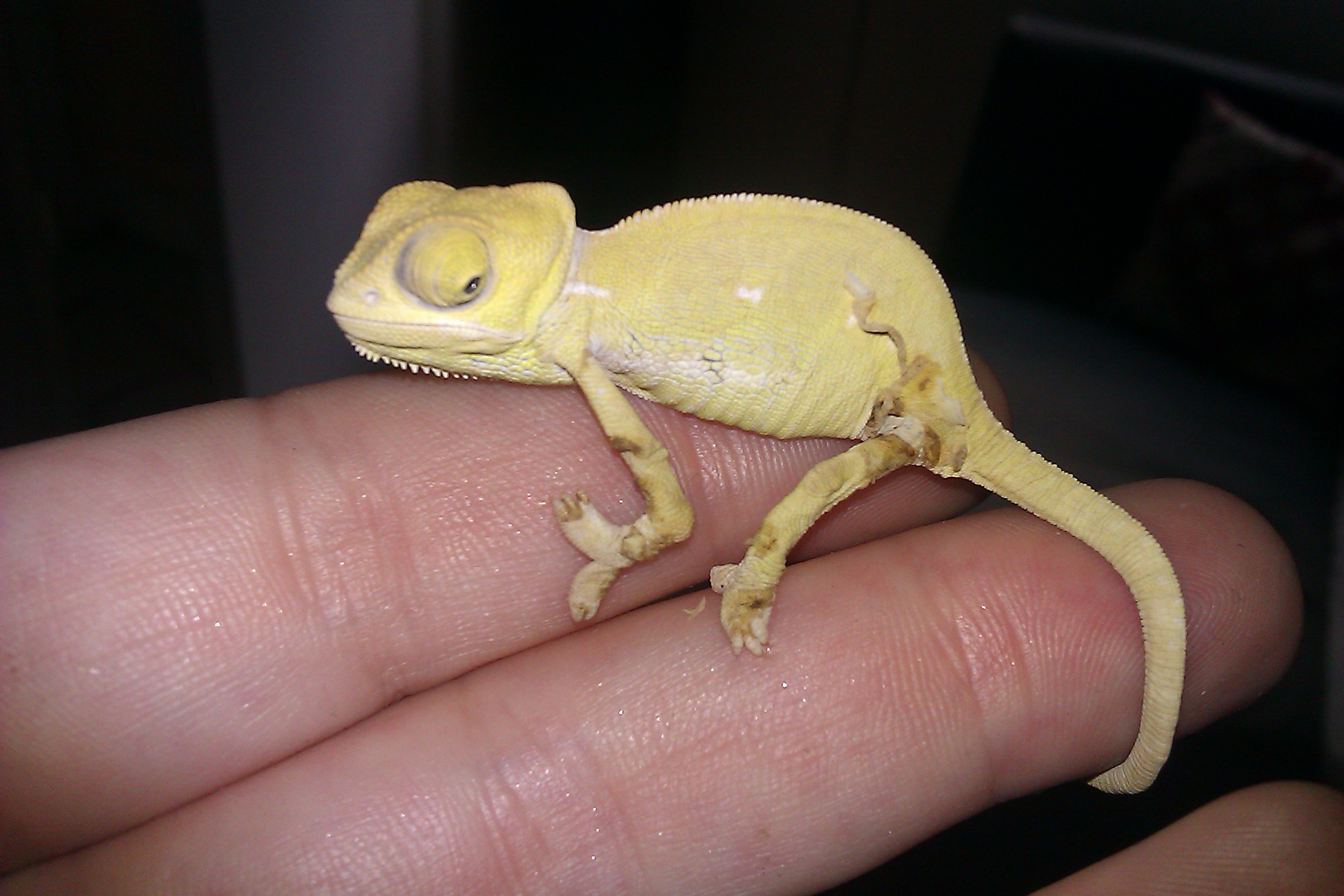 Front Leg Deformed??