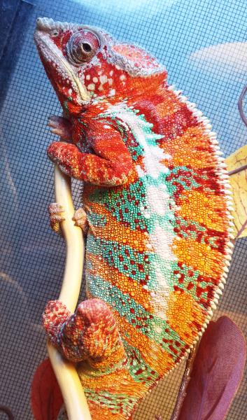 Fruit Loops being very Handsome.