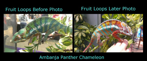 Fruit Loops started out as a green and blue bar ambanja. He has drastically changed here as he matured to this beautiful red and blue bar cham.