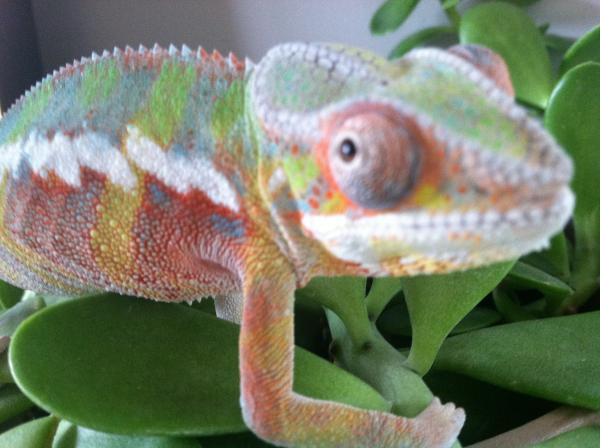 Fuego looking like Fruity Pebbles