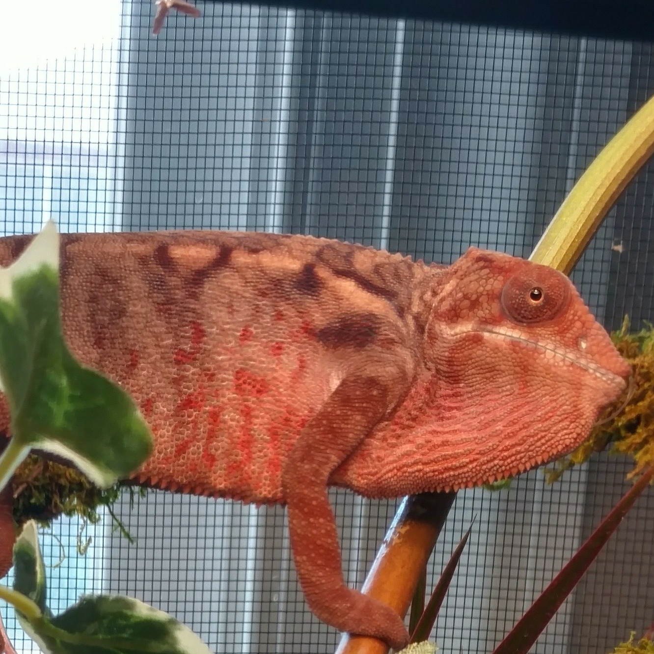 Full belly and soaking up rays