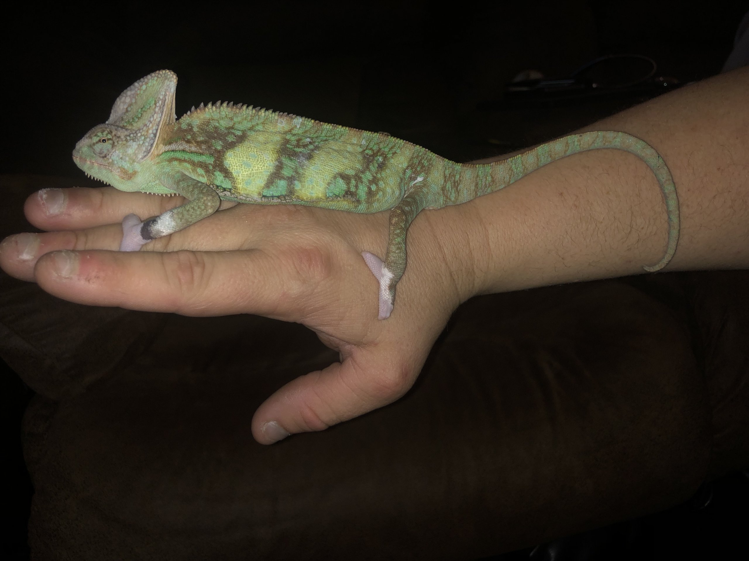 Full length at 3 months old