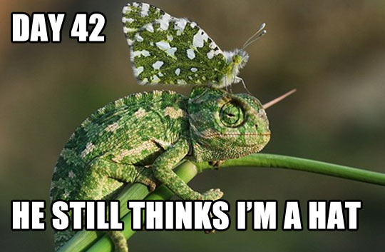funny chameleon butterfly hat1