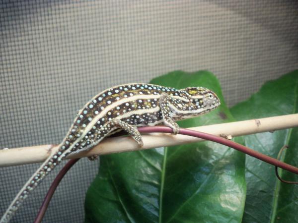 Furcifer Campani