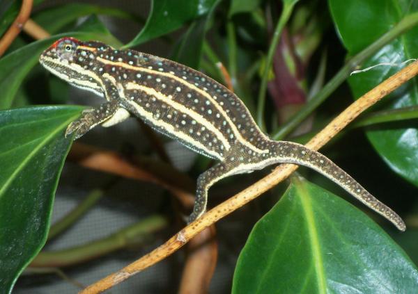 Furcifer Campani