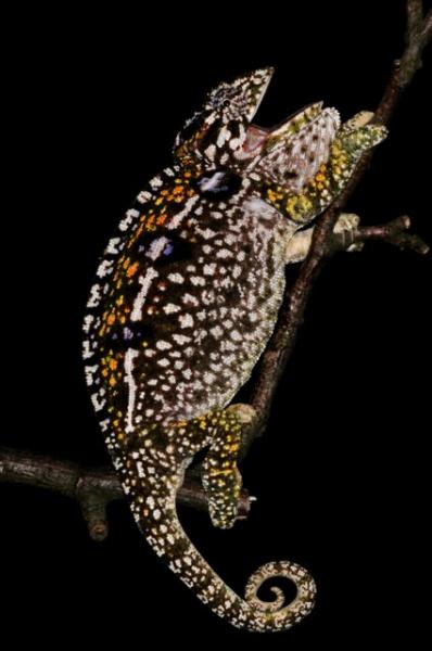 Furcifer lateralis F3