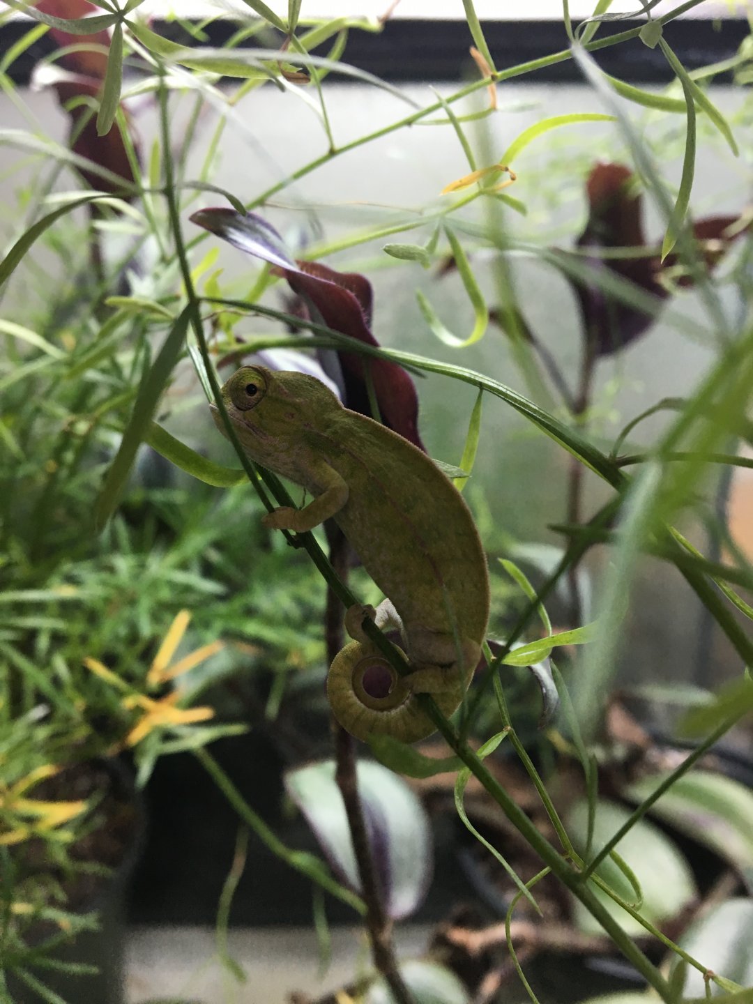 Furcifer lateralis hatchling