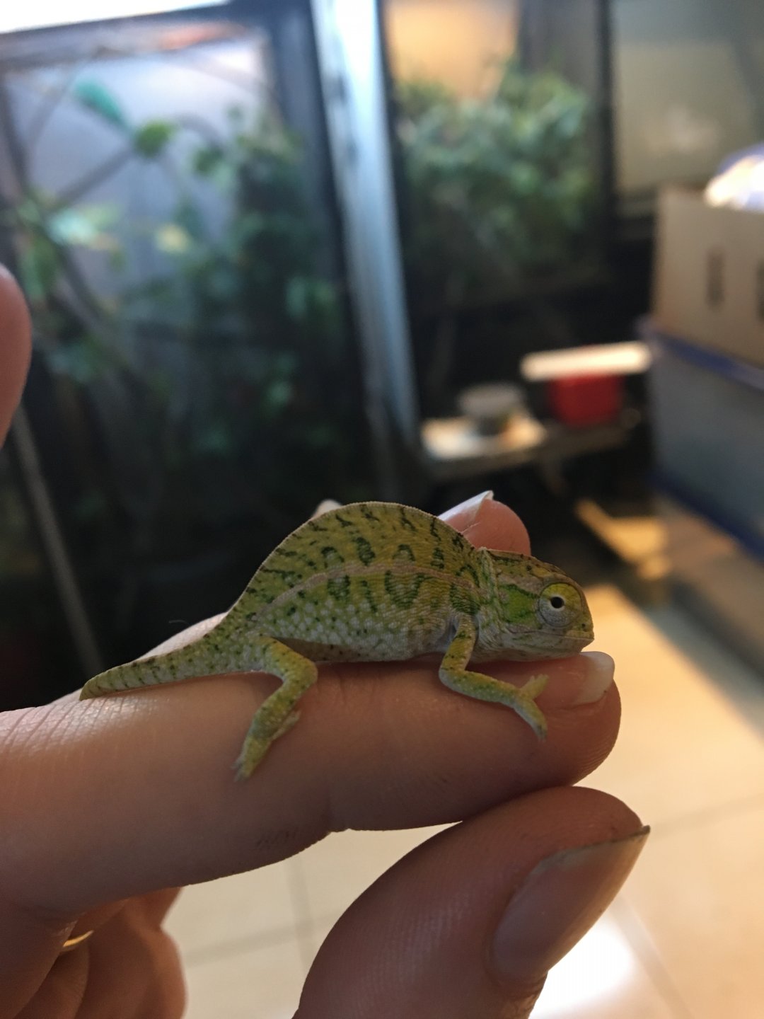 Furcifer lateralis hatchling