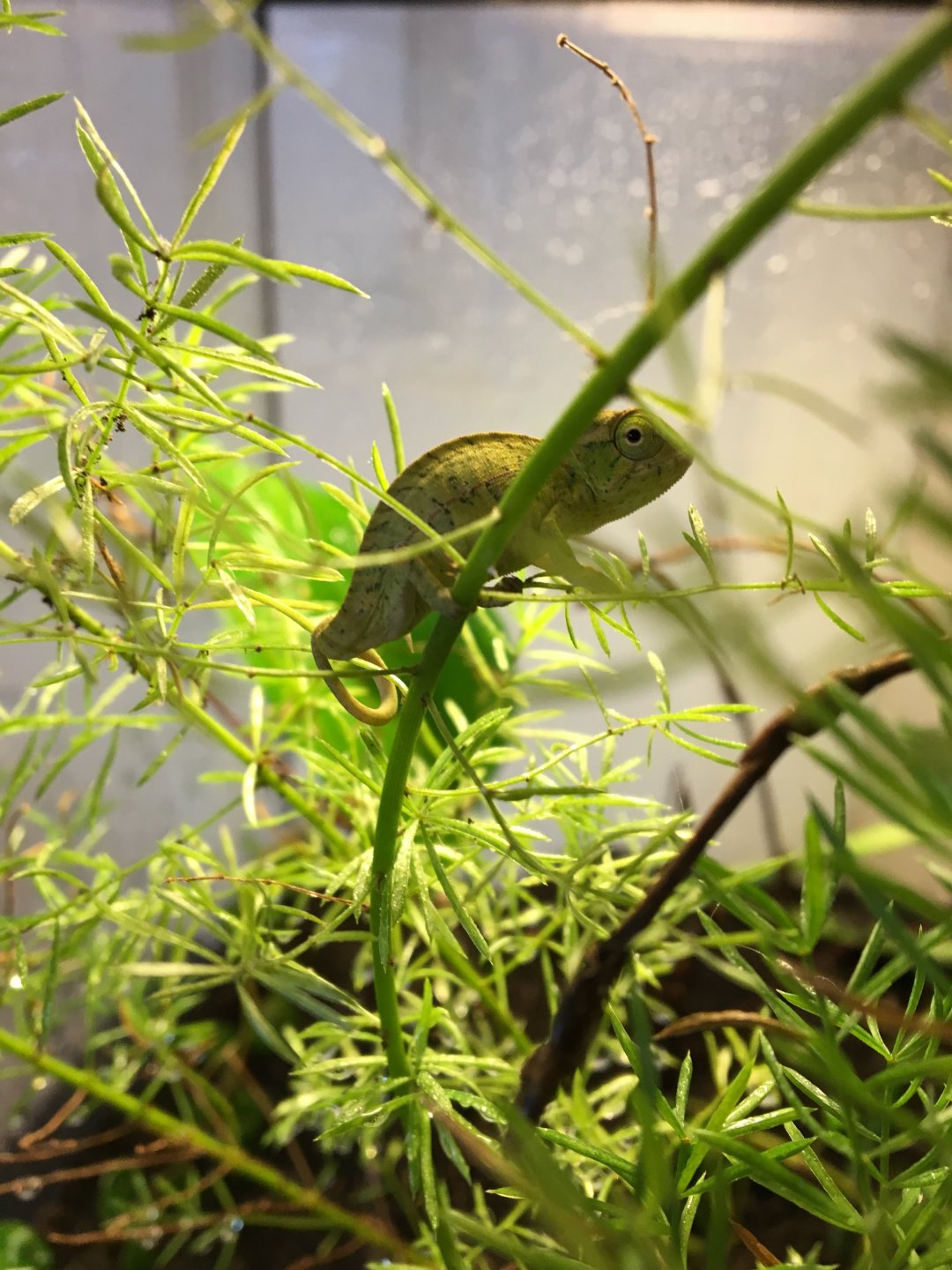 Furcifer lateralis hatchling